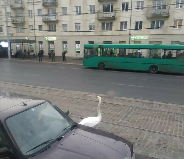 На Ленинском проспекте на дорогу выбежал лебедь (фото) - Новости Калининграда | Фото очевидца