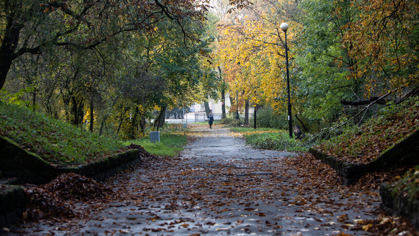 В Калининграде планируют не убирать опавшую листву в парках  - Новости Калининграда | Фото: Александр Подгорчук / &quot;Клопс&quot;