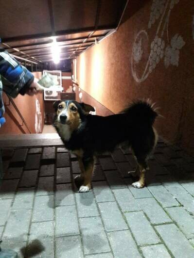 Провожал до вокзала и ходил в гости: как бездомный пёс Бобик из Светлогорска нашёл хозяина - Новости Калининграда | Фото предоставила Серафима Москаева