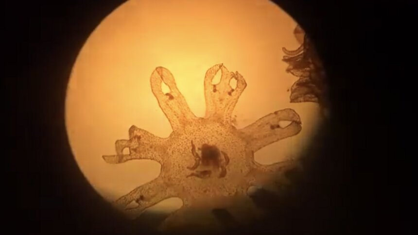 В Музее Мирового океана сняли на видео появившихся на свет медуз  - Новости Калининграда | Изображение: кадр из видео