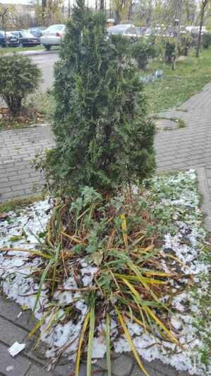 Первый снег в Калининградской области (фото) - Новости Калининграда | Фото: очевидцы