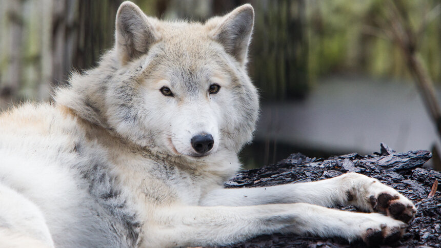 В Польше волки стали появляться вблизи жилых домов и нападать на собак   - Новости Калининграда | Архив &quot;Клопс&quot;