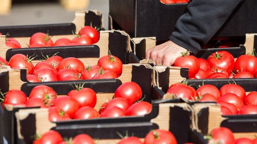 В России запретят импорт томатов и яблок из Азербайджана - Новости Калининграда | Фото: архив &quot;Клопс&quot;