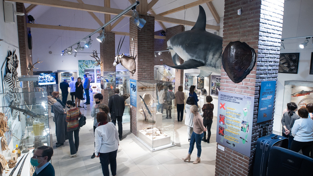 Сумки из крокодила и пятиметровая акула: в Калининграде открылась выставка "Сокровища контрабандистов" (фото)