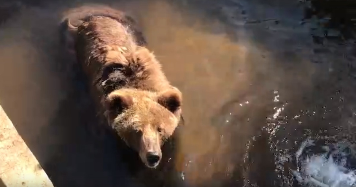 Настя купаться. Бурая Медведица Настя. Медведь купается в грязной воде. Медведь купается в фонтане Архангельск. Медведица Настя в Калининграде.