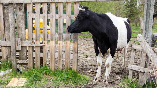 Фермер из Краснознаменска: нам не придётся резать молочных коров