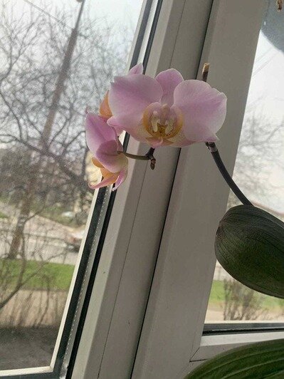 Эта орхидея чувствует себя прекрасно | Фото: Арина Гончарова