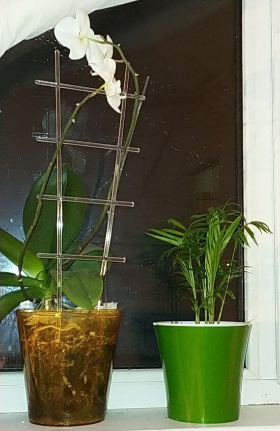 Подруги: орхидея и хамедорея | Фото: Ольга Шапкина