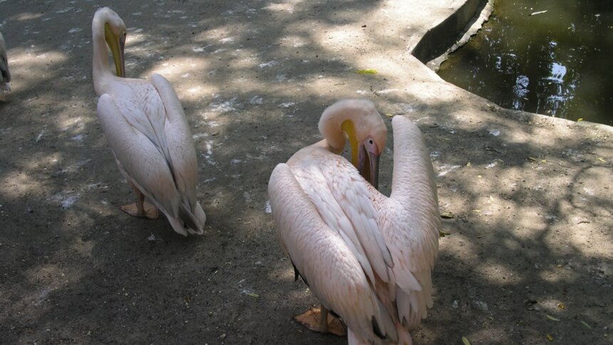 Из Калининграда в зоопарк Питера отправят двух розовых пеликанов - Новости Калининграда | Фото: Павел Будников