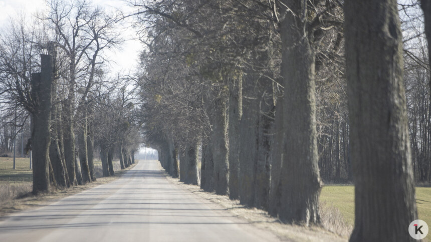 Назвали трассы Калининградской области, на которых планируют вырубить придорожные деревья - Новости Калининграда | Фото: Архив &quot;Клопс&quot;