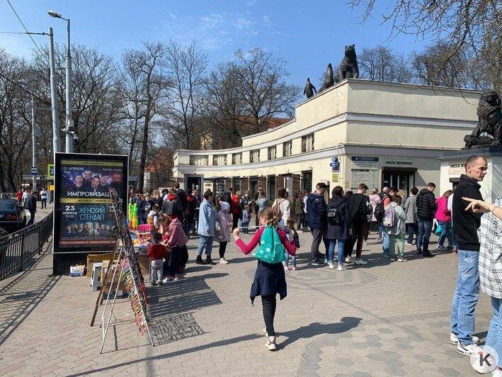 На входе в Калининградский зоопарк вновь собралась очередь из десятков посетителей - Новости Калининграда | Фото очевидца