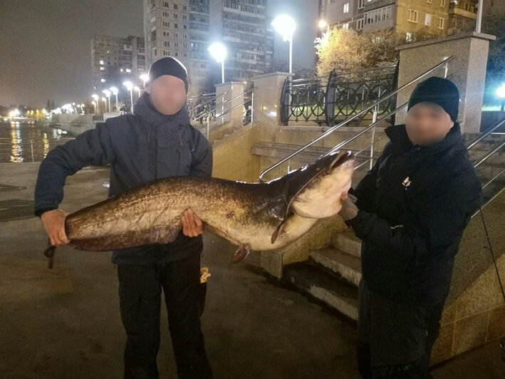 Калининградец поймал гигантского сома весом более 25 килограммов - Новости Калининграда | Фото предоставлены администрацией группы «Рыбалка в Калининграде - Калининградский рыболов»