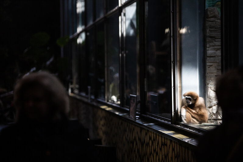 Один день из жизни Калининградского зоопарка (фоторепортаж) - Новости Калининграда