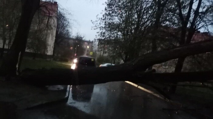 Поваленные деревья и смерти на дороге: 11 событий в Калининграде и области за выходные - Новости Калининграда | Фото очевидца