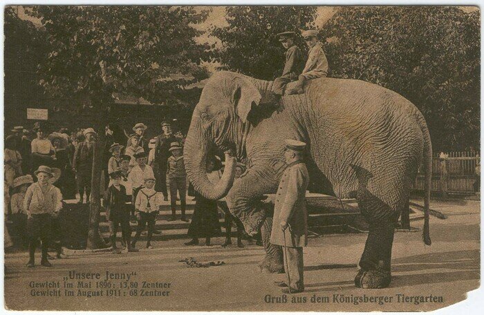 Катание детворы на слонихе Дженни | Фотография на открытке 1911 года