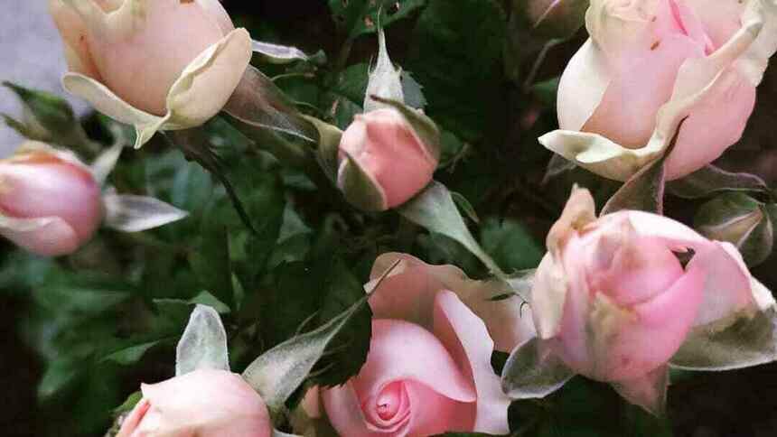 На фото: розы | Фото: Ольга Шапкина