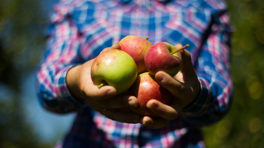 Диетолог рассказала, кому нельзя есть яблоки - Новости Калининграда | Фото: архив «Клопс» 