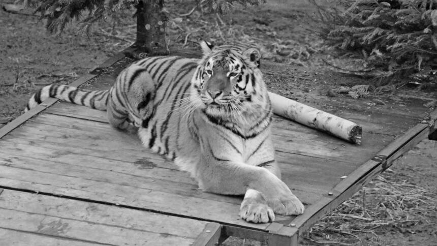 На фото: амурская тигрица Таня | Фото: пресс-службы Калининградского зоопарка