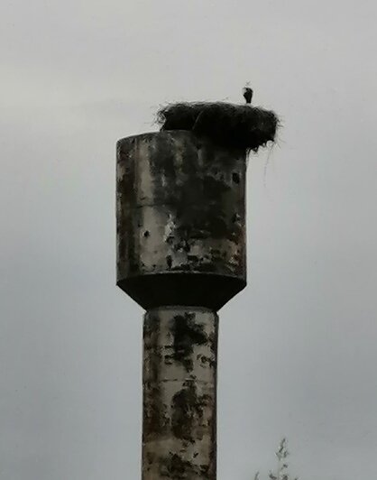 Аист на гнезде до сноса водокачки | Фото предоставила местная жительница Юлия