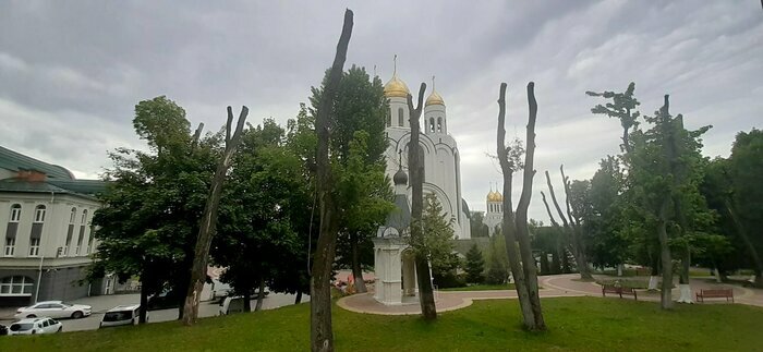 На площади Победы в Калининграде вырубят 11 деревьев  - Новости Калининграда | Фото: мэрия Калининграда