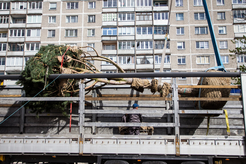 Власти собираются выделить деньги на покупку машины для пересадки взрослых деревьев в Калининграде - Новости Калининграда | Фото: Архив «Клопс»
