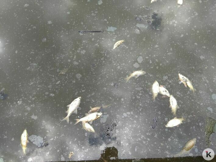 «Настоящее болото»: калининградцы сообщили о массовой гибели рыбы на Верхнем озере (видео) - Новости Калининграда | Фото Александра