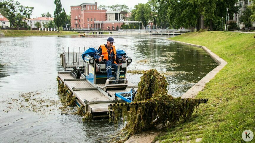В Калининграде начали чистить озёра машиной-амфибией - Новости Калининграда | Фото из архива &quot;Клопс&quot;