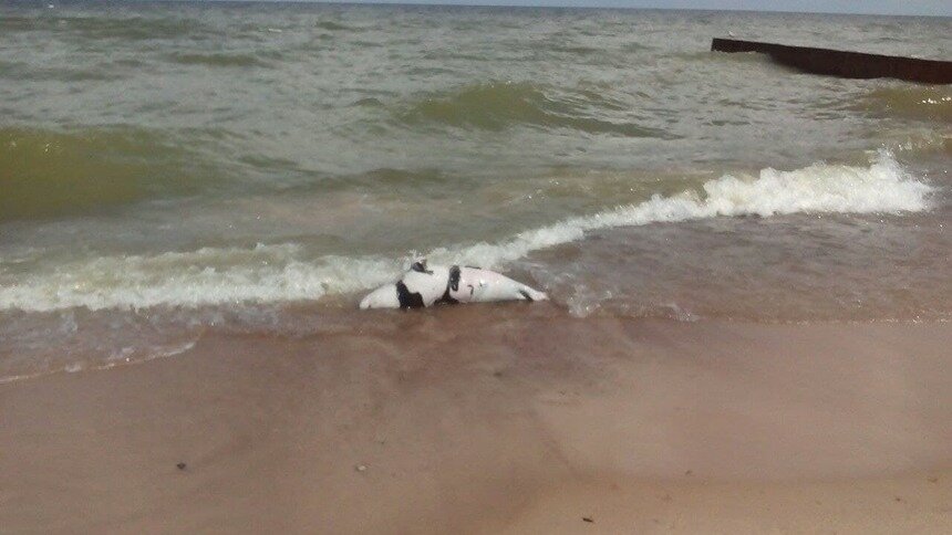 В Зеленоградске на пляж у «Самбии» выбросило мёртвого тюленя - Новости Калининграда | Фото очевидцев