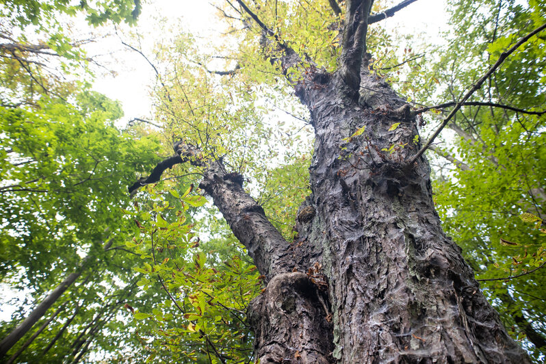 Как выглядит Суздальский лес в Калининграде (фото) - Новости Калининграда | Фото: Александр Подгорчук / «Клопс»