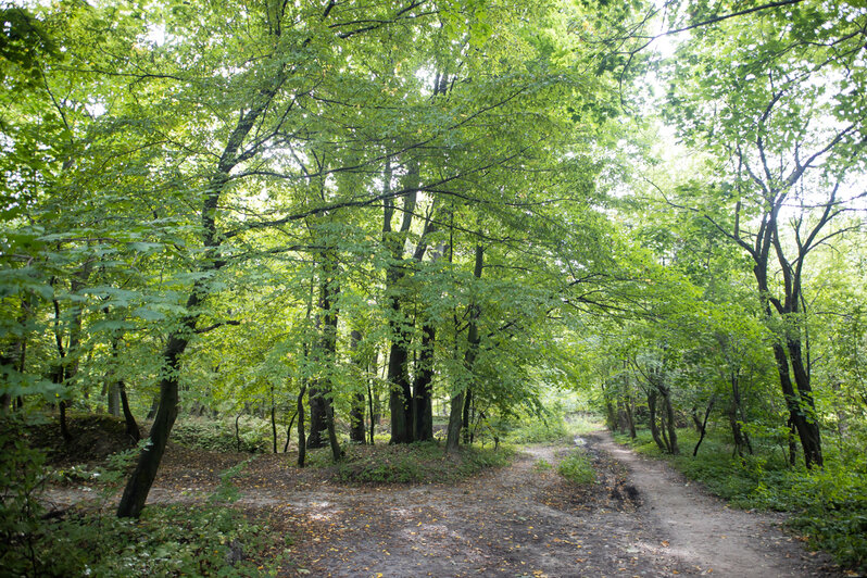 Суздальский парк в калининграде фото