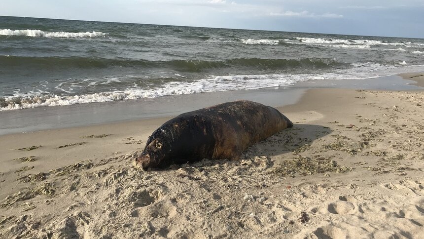 В Куликово на пляж выбросило мёртвого тюленя - Новости Калининграда | Фото очевидцев