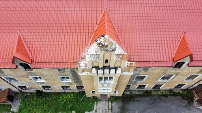 Фото дня: семейство аистов на замке Вальдау - Новости Калининграда