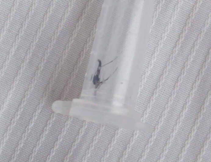 Aedes albopictus переносит возбудителей лихорадок Западного Нила, Чикунгунья и Денге | Фото: Евгений Волчев