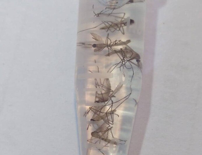 Aedes aegypti переносит возбудителей жёлтой лихорадки и лихорадки Зика | Фото: Евгений Волчев