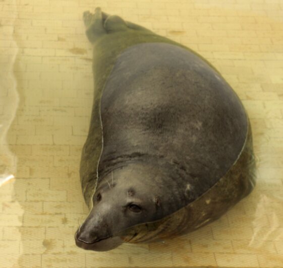 В Калининградский зоопарк переехал тюлень Кайюс из Каунаса - Новости Калининграда | Фото: Калининградский зоопарк