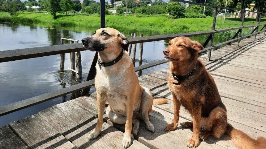 У калининградки две собаки, в яму провалилась та, что слева | Фото: семейный архив Людмилы