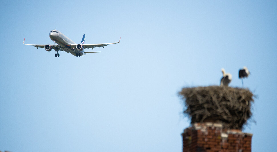 Фото дня: пролетая над гнездом аиста - Новости Калининграда | Фото: Александр Подгорчук / «Клопс»