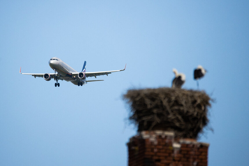 Фото дня: пролетая над гнездом аиста - Новости Калининграда | Фото: Александр Подгорчук / «Клопс»