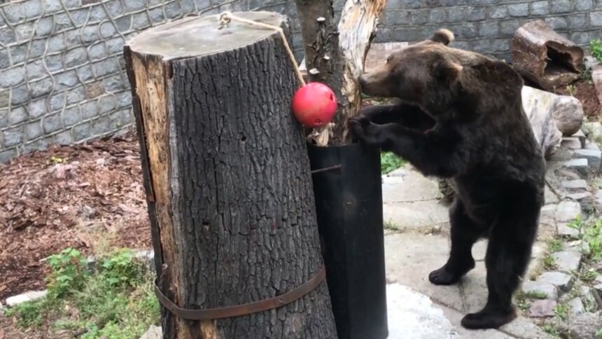 В Калининградском зоопарке показали, как медведица Настя играет с кормушкой     - Новости Калининграда | Скриншот видеозаписи