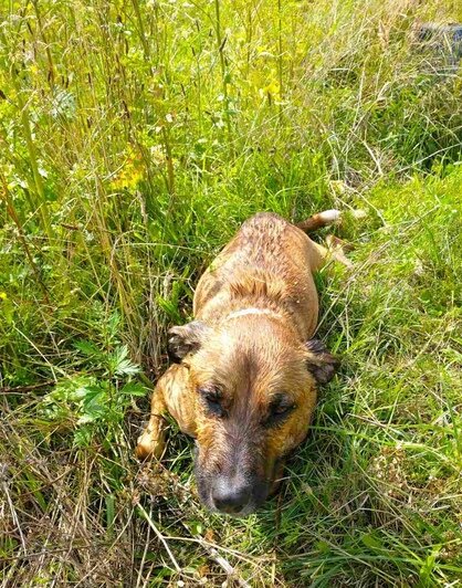 В Калининграде прохожие спасли тонувшую в колодце собаку (фото) - Новости Калининграда | Фото очевидца