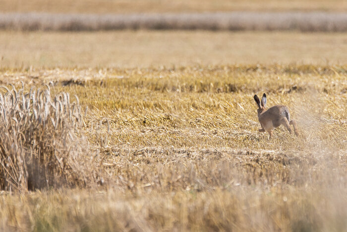 Фото дня: заяц в пшеничном поле - Новости Калининграда | Фото: Александр Подгорчук / «Клопс»
