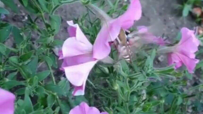 Порхала среди петуний: калининградка заметила на клумбе бабочку, похожую на колибри (видео) - Новости Калининграда | Фото: скриншот видео Евгении Погореловой