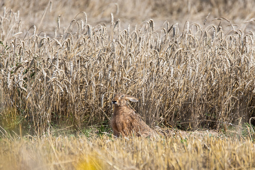 Фото дня: заяц в пшеничном поле - Новости Калининграда | Фото: Александр Подгорчук / «Клопс»