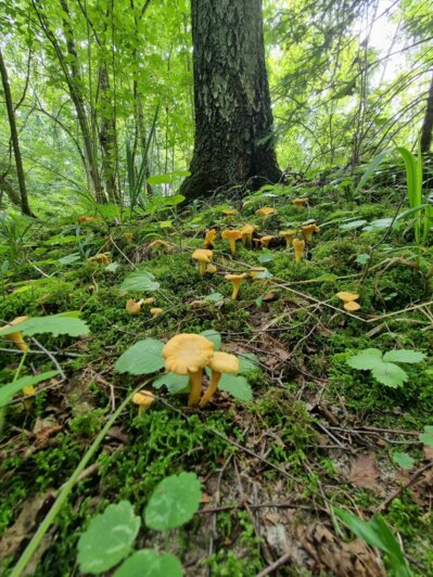 После дождей пошли грибы: калининградцы хвастаются добычей - Новости Калининграда | Фото: читатель «Клопс»