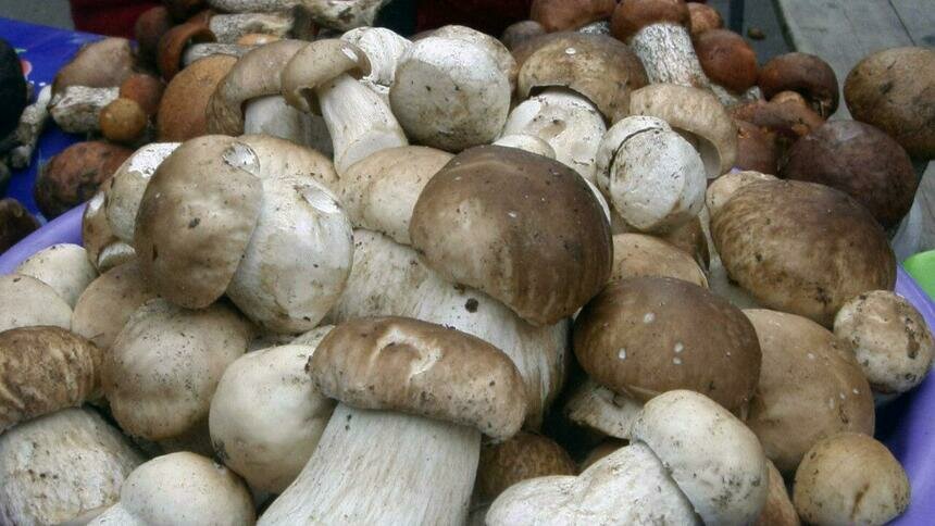 После дождей пошли грибы: калининградцы хвастаются добычей - Новости Калининграда | Фото: архив «Клопс»