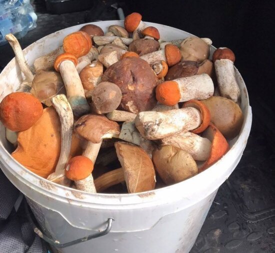 После дождей пошли грибы: калининградцы хвастаются добычей - Новости Калининграда | Фото: читатель «Клопс»