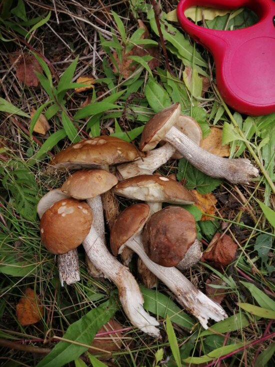 После дождей пошли грибы: калининградцы хвастаются добычей - Новости Калининграда | Фото: Татьяна Чеботарёва