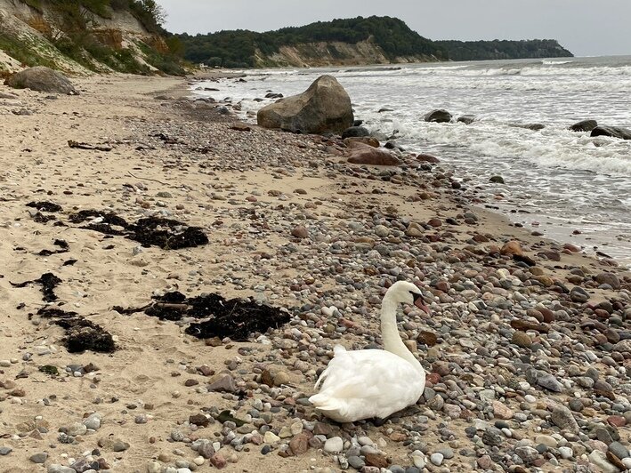 На побережье под Светлогорском лебедь охранял обезглавленного сородича (фото) - Новости Калининграда | Фото очевидца