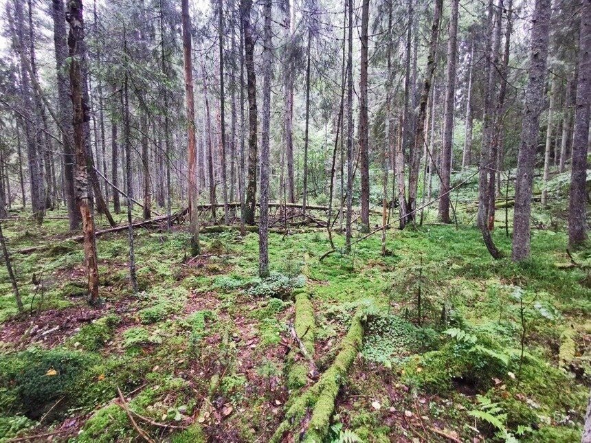 Лес, в котором заблудился мужчина  | Фото: ПСО «Запад» 
