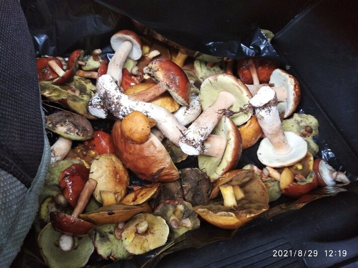 Полный багажник: калининградцы похвастались урожаем и лесной добычей (фото) - Новости Калининграда | Фото: читатели &quot;Клопс&quot;